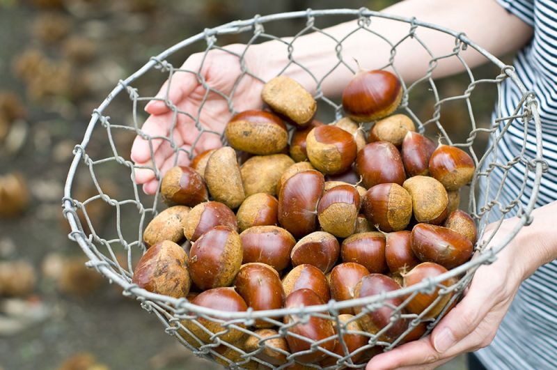 Ẩm thực mùa thu